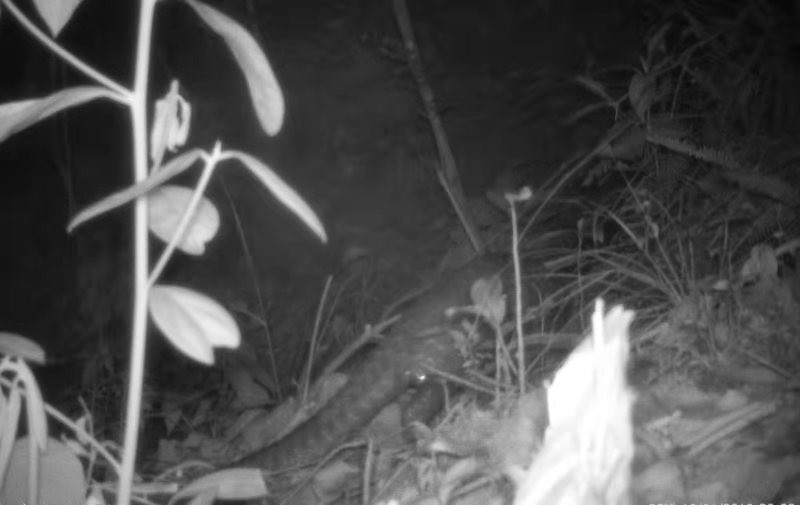 9832cd6fde8257dbf6f6edd50793e65a.jpg 穿山甲.jpg