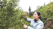 最美油茶科技“保姆”的绿色情怀