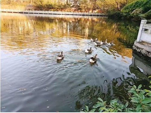 校园风景图